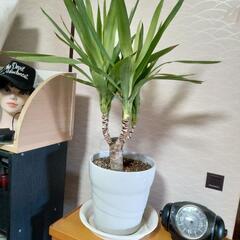 📍ご成立中🖐️🌴🌴ユッカ観葉植物🌴🌴メキシコ産🇲🇽