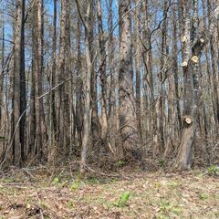 №A613【北海道京極町】山林1筆あげます！ - 不動産