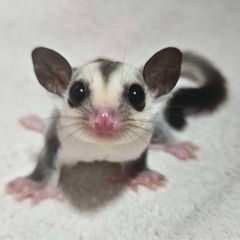 フクロモモンガ ホワイトフェイスブロンドhetクリミノ&リ…