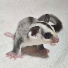 フクロモモンガ ホワイトフェイスブロンドhetクリミノ&リューシ - ペット