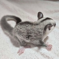 フクロモモンガ ホワイトフェイスブロンドhetクリミノ&リューシ − 愛知県
