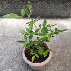 ミニ薔薇　挿し木　苗