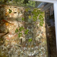 ミジンコ浮き草の画像