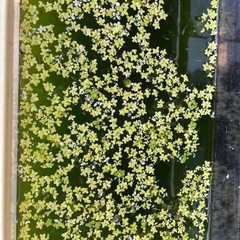 ミジンコ浮き草