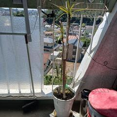 1️⃣🌴🌴ドラセナ·マルギナータ🌴🌴アフリカ産