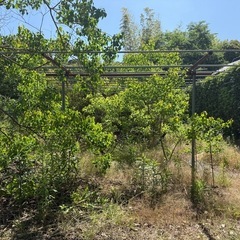 鉄屑　鉄の棒　鉄梯子　長いはしご　の画像