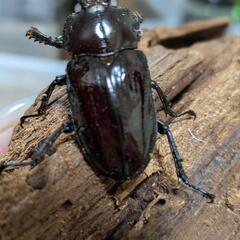 ニジイロクワガタブラックホワイトアイ♀の画像