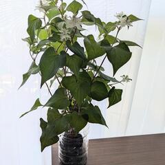 薬草 八重咲き ドクダミ 10株　珍しいの画像