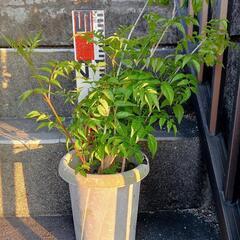 ノウゼンカズラ　 ピンク 60cm ほど