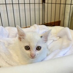 ぼくとたくさん遊んでくれる方求む❣️なでるとゴロゴロ✨