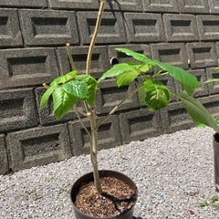 【決定しました】モンステラを挿し木をウンベラータの挿し木と交換