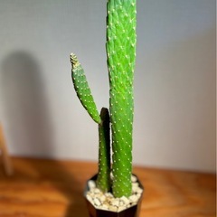 カッコいい観葉植物！50cmサイズ！スミエボシ　サボテン　ウチワ...