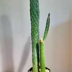 カッコいい観葉植物！50cmサイズ！スミエボシ　サボテン　ウチワサボテン　多肉植物　観葉植物の画像