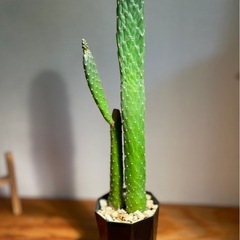 カッコいい観葉植物！50cmサイズ！スミエボシ　サボテン　ウチワサボテン　多肉植物　観葉植物の画像