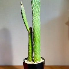 カッコいい観葉植物！50cmサイズ！スミエボシ　サボテン　ウチワサボテン　多肉植物　観葉植物の画像