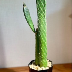 カッコいい観葉植物！50cmサイズ！スミエボシ　サボテン　ウチワサボテン　多肉植物　観葉植物の画像