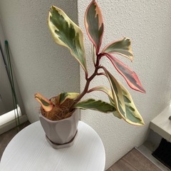 ペペロミア　ジェリーライト　植物の画像