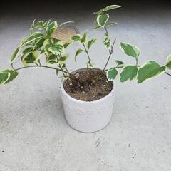 ツルニチソウの画像