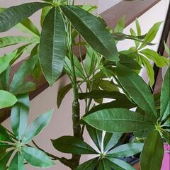 フェイク観葉植物の画像