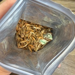 鑑賞魚用餌　まとめ売りの画像