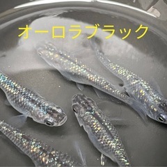 オーロラブラックメダカ　生体販売