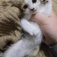 新しい家族を探しています。