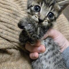 新しい家族を探しています。