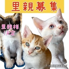 3兄妹の子猫（白猫・茶白）【里親急募】