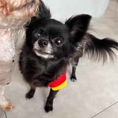 繁殖引退犬チワワ