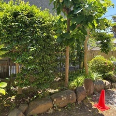 庭木の画像