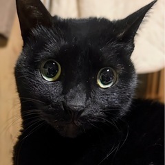 くっついて寝たい黒猫ちゃん