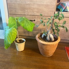 ウンベラータとガジュマル
