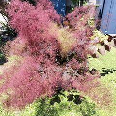 ドライフラワーにお勧め☆　スモークツリー 切り花  の画像