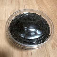 チョウセンヒラタ幼虫1頭250