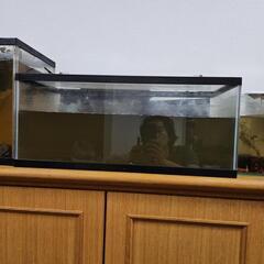 水槽セットとポリプ6オスカー3の画像