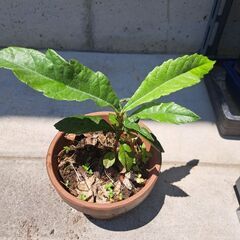 ビワ苗