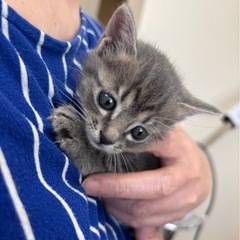 🎁グレーのとってもかわいいマリーちゃん🫶🫶😻