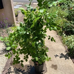 つるバラ