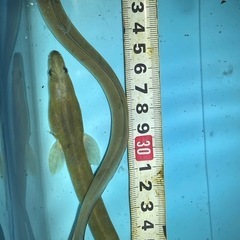 うなぎ　3匹セット　ペット　　　　　　、メダカ　金魚　　