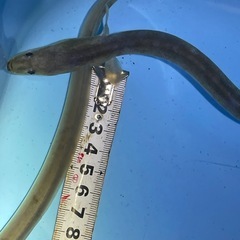 うなぎ　3匹セット　ペット　　　　　　、メダカ　金魚　　の画像