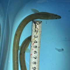 うなぎ　3匹セット　ペット　　　　　　、メダカ　金魚　　の画像