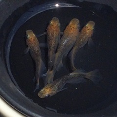 ⭐️白姫メダカ⭐️ 5匹