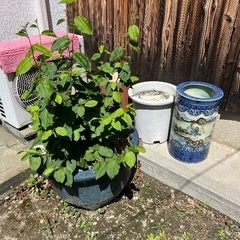立派です！　植木鉢