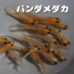 パンダメダカ 1匹 稚魚 若魚 めだか メダカ