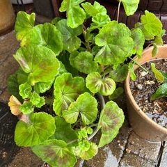 花苗（1）の画像