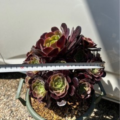 アエオニウム　多肉植物　観葉植物　