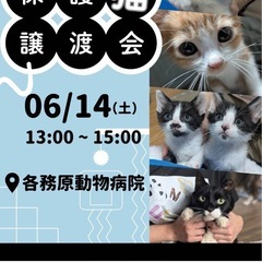 保護猫譲渡会　@各務原動物病院