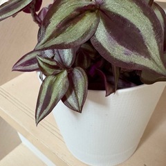 観葉植物　鉢植え