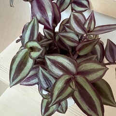 観葉植物　鉢植えの画像