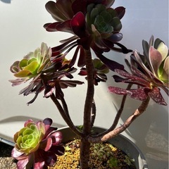 アエオニウム　カシミアバイオレット　観葉植物　多肉植物の画像